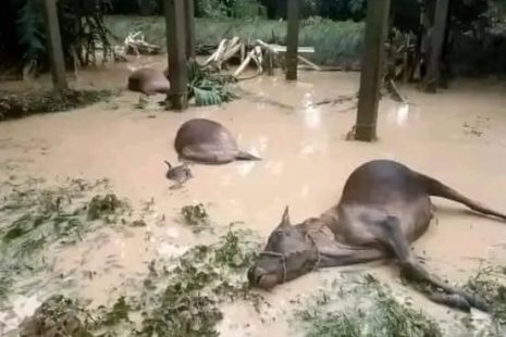 pakistan flooding animals dying